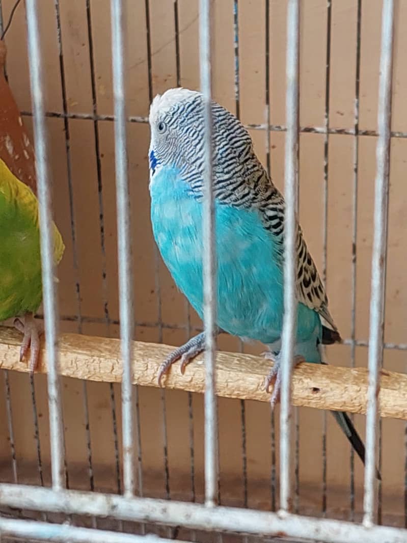 Australian Parrot 2 pair with Cage 5