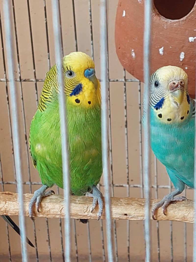 Australian Parrot 2 pair with Cage 6