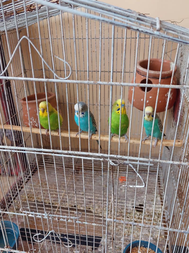 Australian Parrot 2 pair with Cage 8