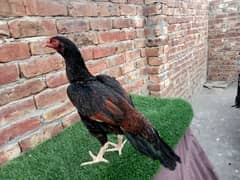 mushki lakhi Madi long hight murghi for sale 03052593845