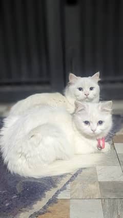 Persian cats