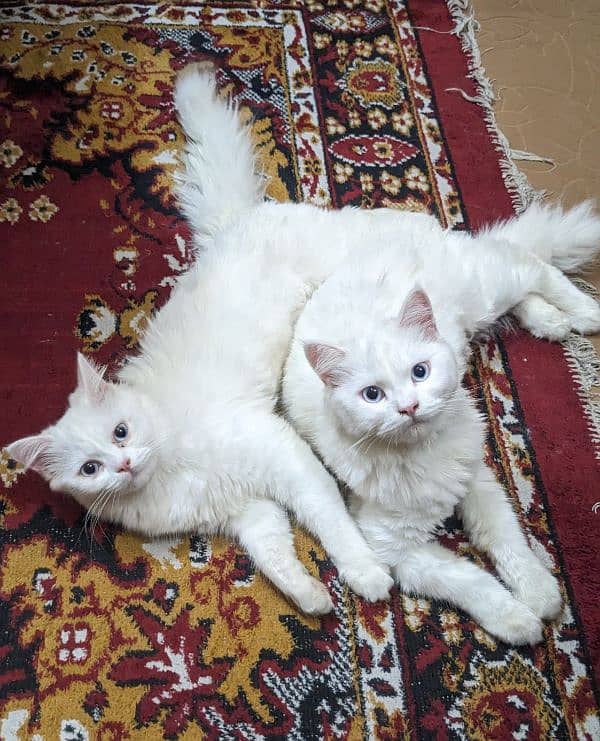 Persian cats 2