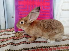 4KG Breeder Rabbits for sale