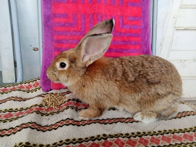 4KG Breeder Rabbits for sale 0