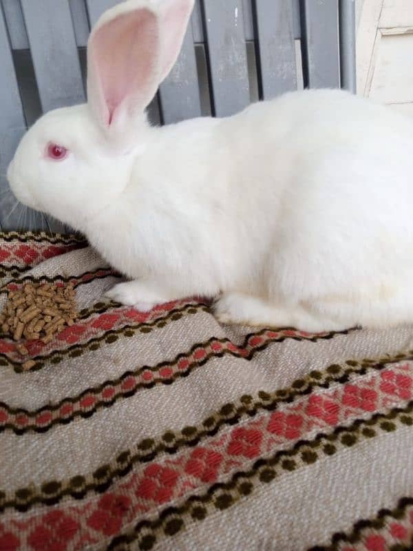 4KG Breeder Rabbits for sale 3