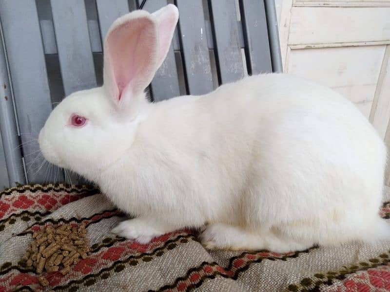 4KG Breeder Rabbits for sale 4