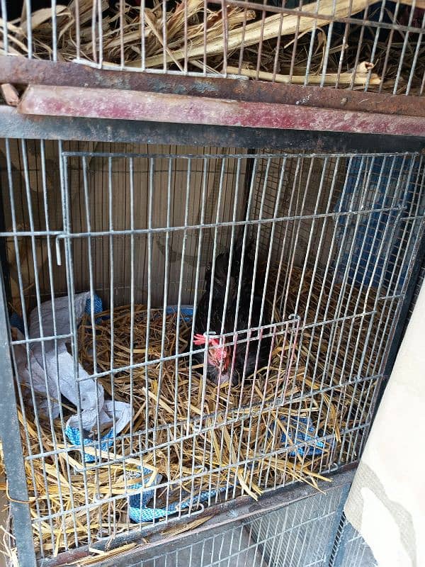 Hens for Sale 3