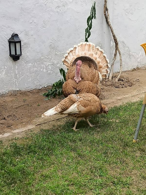 turkey bird confirm breeder pair 2