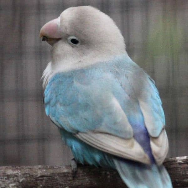 BLUE PASTEL ALBINO 0