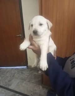 Labrador Male Baby pure