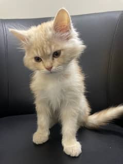 3 Months Old Persian Kitten | Double Coat