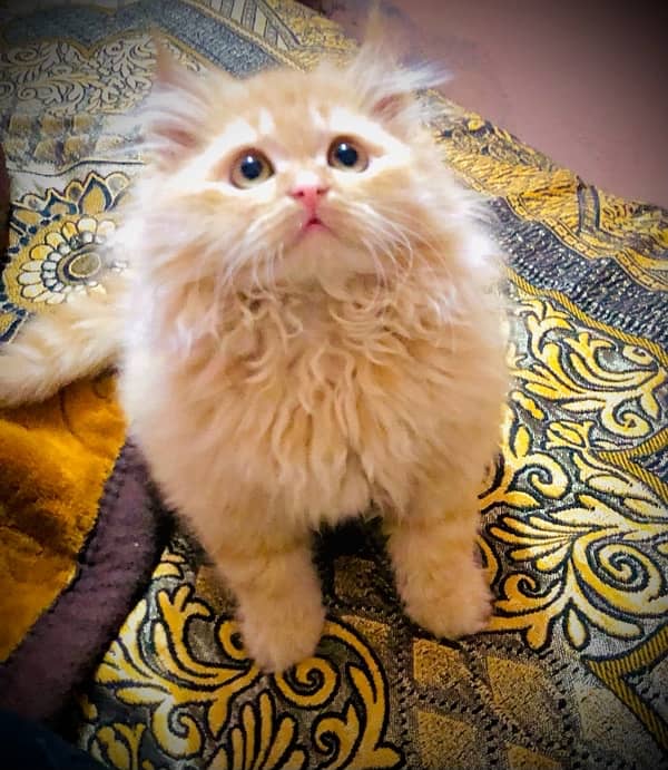 persian piki face cat / triple coat / Piki male / extream punch face 2