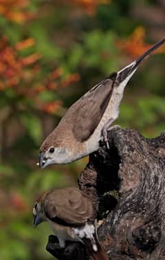 silver bill finch available for sale 1500