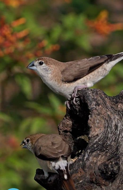 silver bill finch available for sale 1500 1