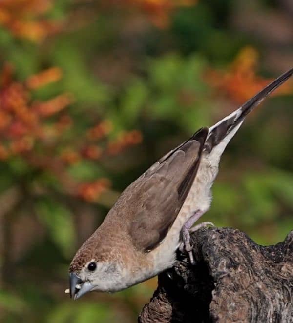 silver bill finch available for sale 1500 2