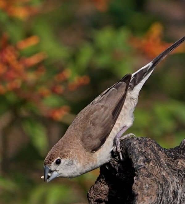 silver bill finch available for sale 1500 3