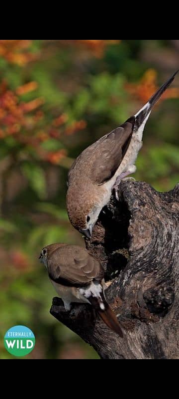 silver bill finch available for sale 1500 4