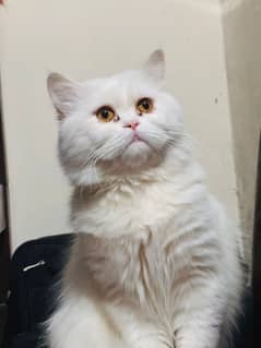 Persian Male Cat – 1 Year, Friendly & Playful