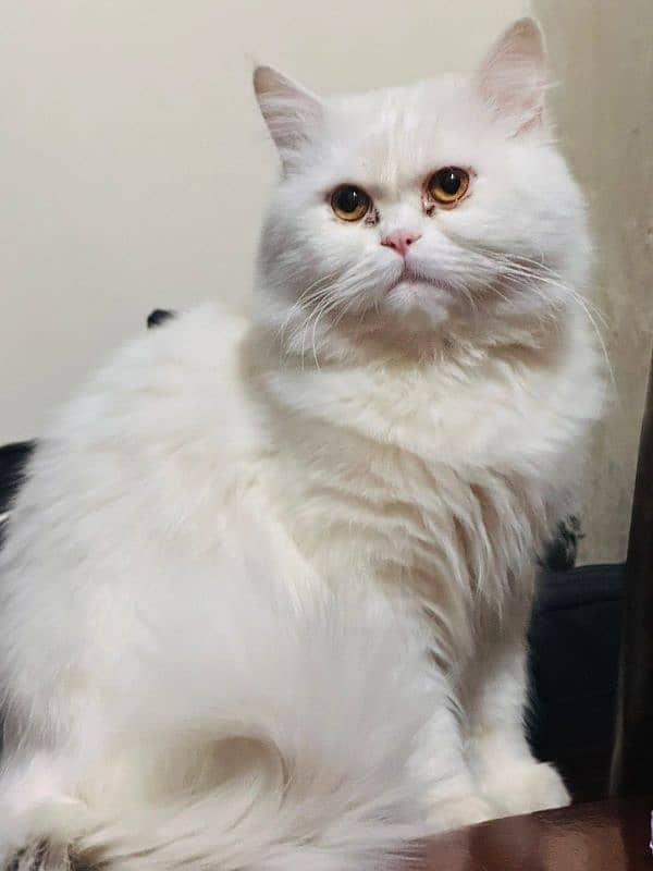 Persian Male Cat – 1 Year, Friendly & Playful 2