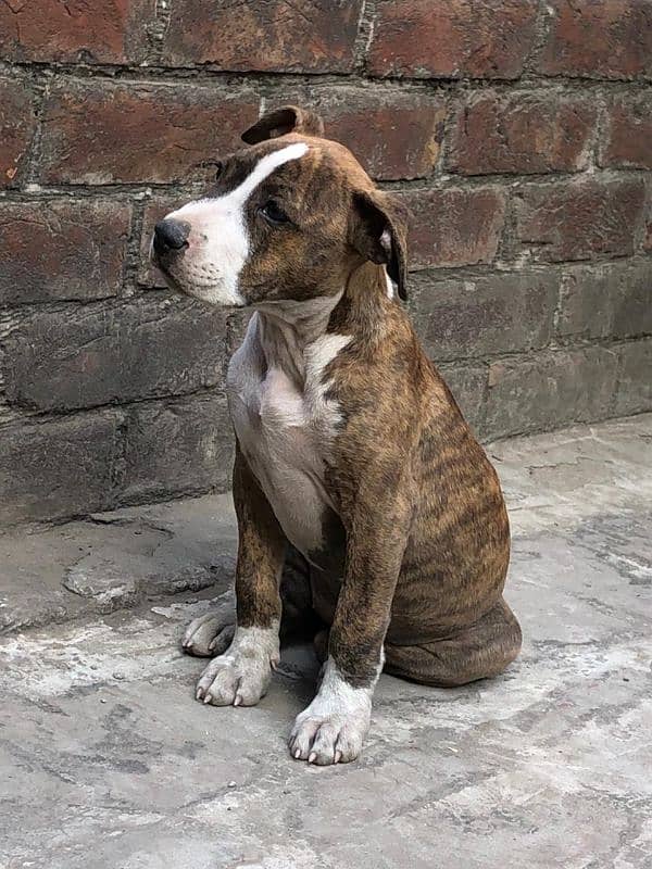 American pitbull 7