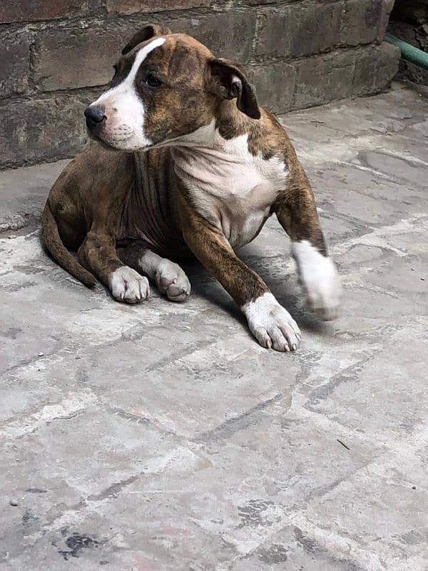 American pitbull 8