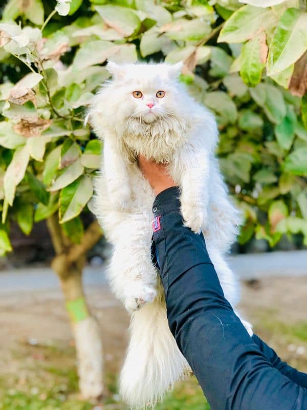 Persian Punch face triple coat cat Kitten 6