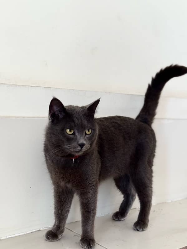 male cat singal coat smook gray 0