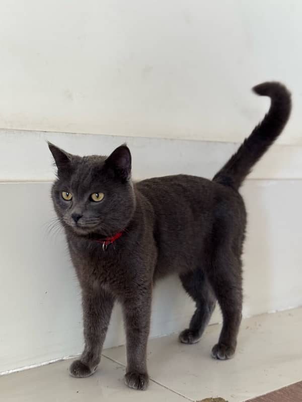 male cat singal coat smook gray 1