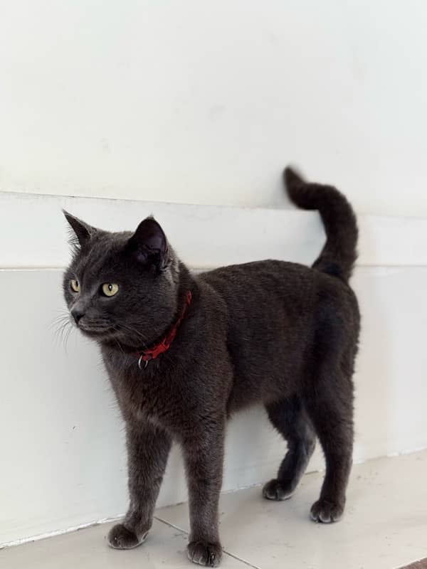 male cat singal coat smook gray 2