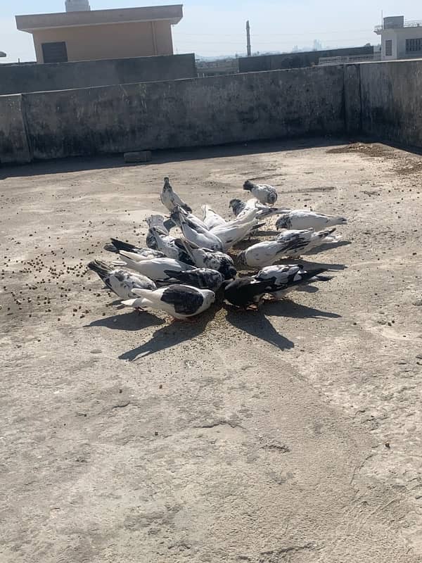 Beautiful pigeons for sale 1