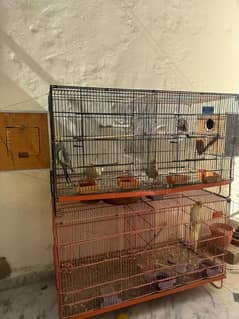 Breeder cockatiel Pairs And Cages