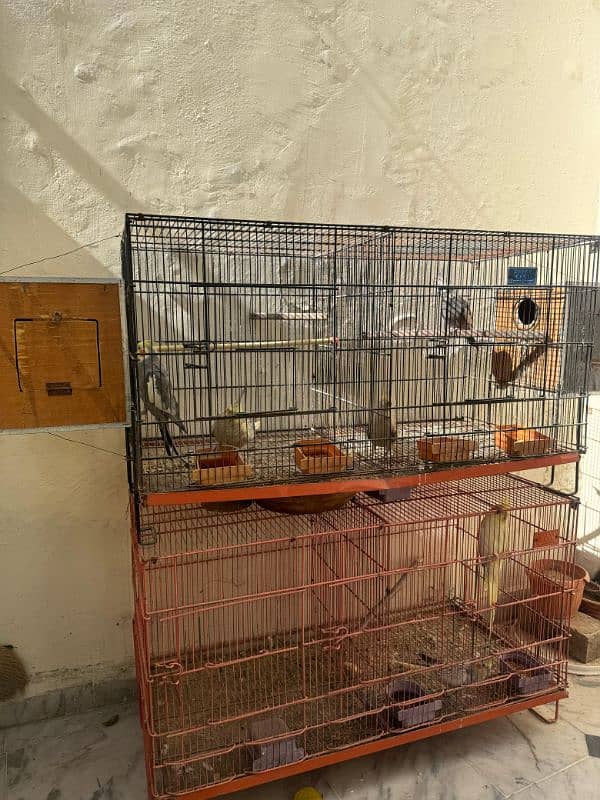 Breeder cockatiel Pairs And Cages 0