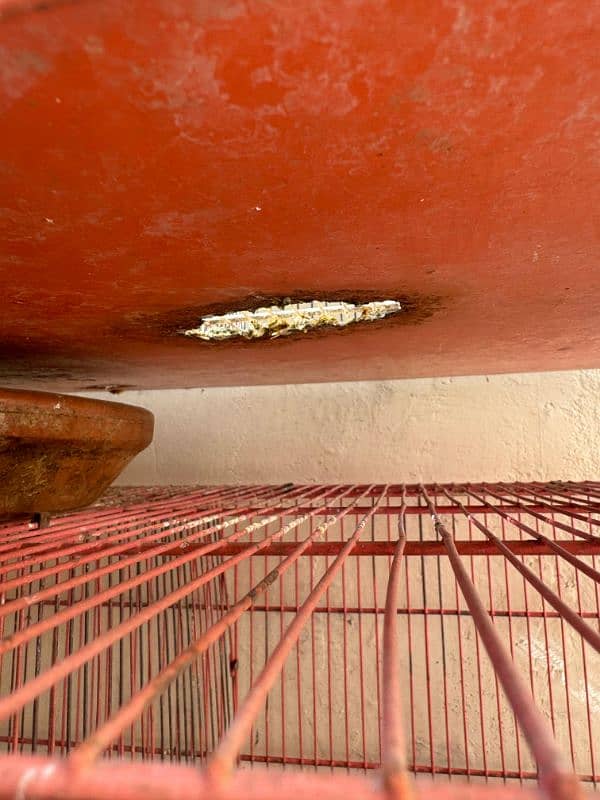 Breeder cockatiel Pairs And Cages 1