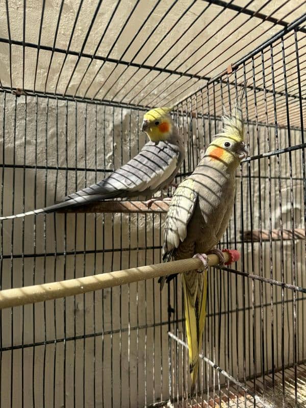 Breeder cockatiel Pairs And Cages 2