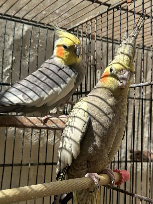 Breeder cockatiel Pairs And Cages 3