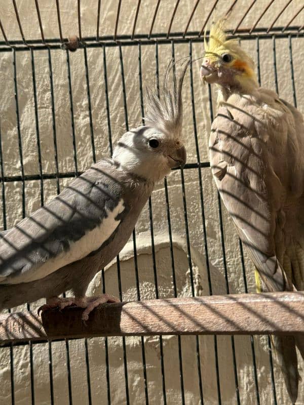 Breeder cockatiel Pairs And Cages 4