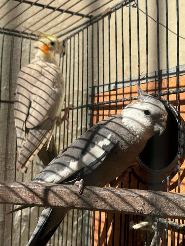 Breeder cockatiel Pairs And Cages 5