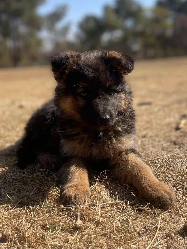 German Shepherd Puppies 0