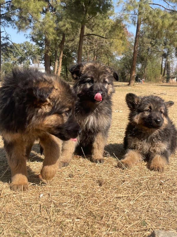 German Shepherd Puppies 1