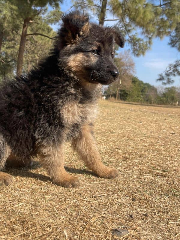 German Shepherd Puppies 2