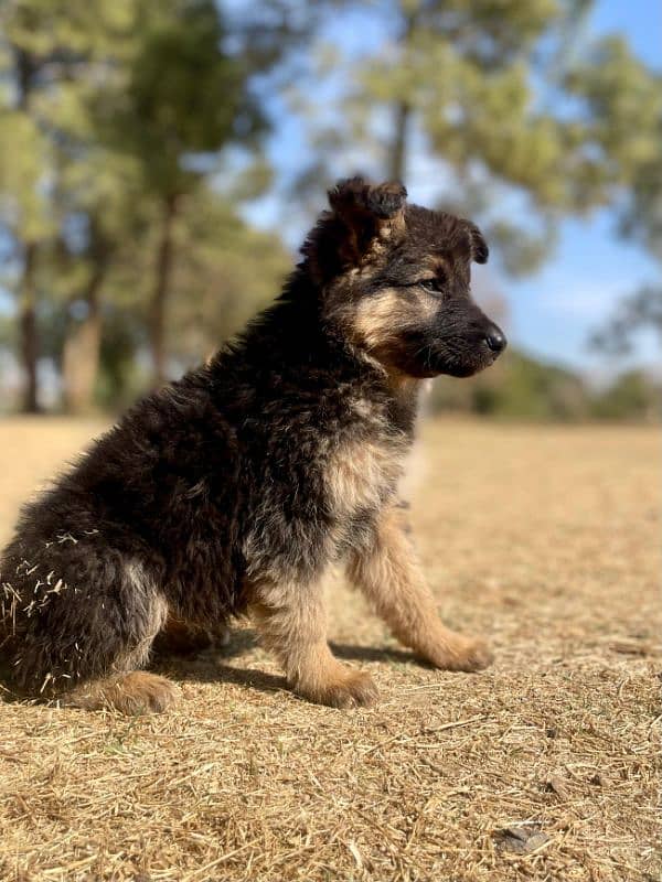 German Shepherd Puppies 3