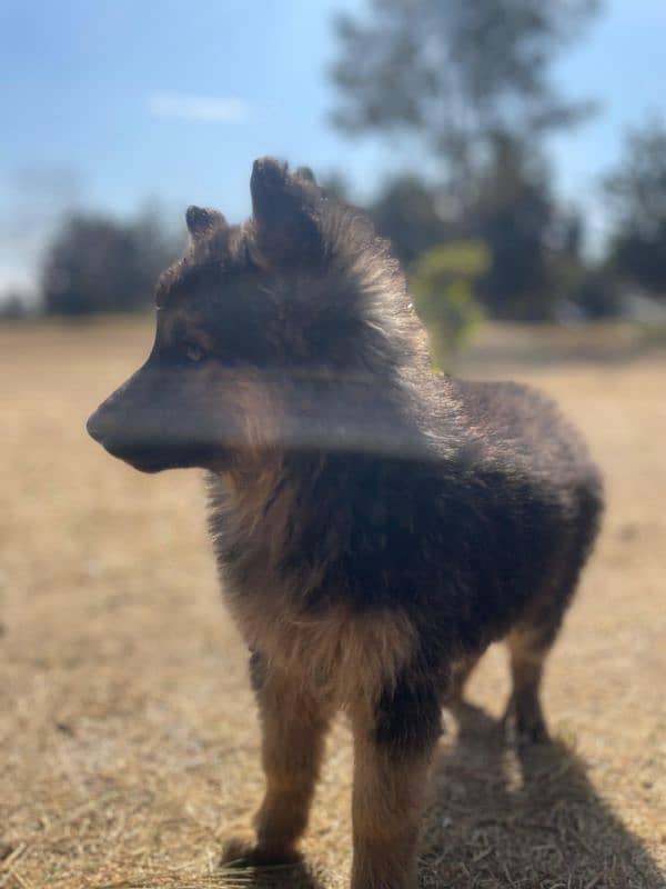 German Shepherd Puppies 4