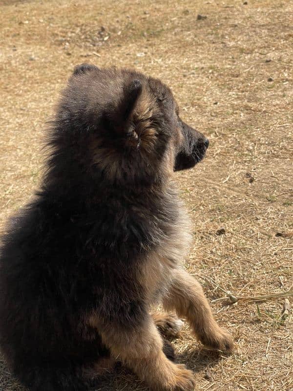 German Shepherd Puppies 5