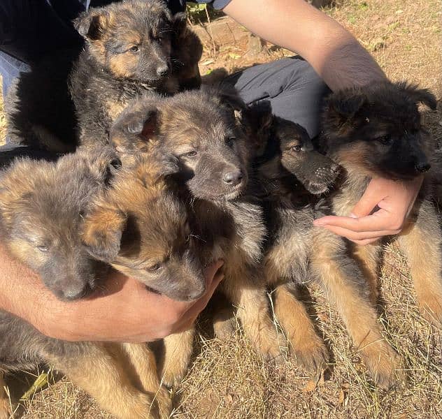 German Shepherd Puppies 6