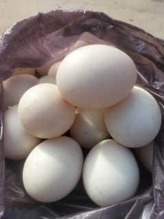 Male duck+eggs