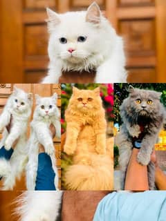 Persian Punch face triple coat cat Kitten