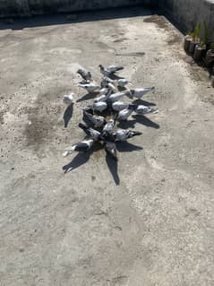 Beautiful pigeons for sale