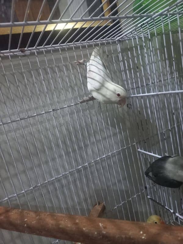 lovebirds albino decino palefellow 3