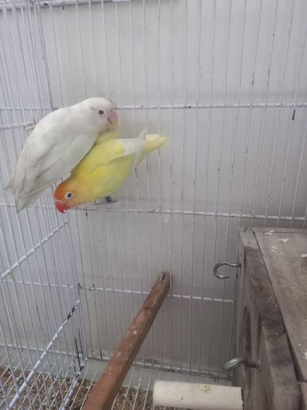 lovebirds albino decino palefellow 7