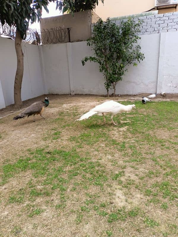 peacock | Peacock Pair | Breeder peacock | مور | Peacock for Sale 0